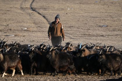 Mongolie : Dans les steppes, le climat déréglé pousse les bergers à bout