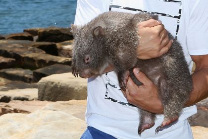 Une influenceuse américaine en Australie s&rsquo;excuse après avoir retiré un bébé wombat à sa mère