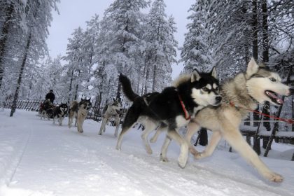 « C&rsquo;est un terrible drame » : vingt-six chiens de traîneau périssent dans l&rsquo;incendie de leur hangar dans la Drôme