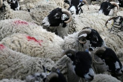 Premier mouton atteint de la grippe aviaire découvert au Royaume-Uni