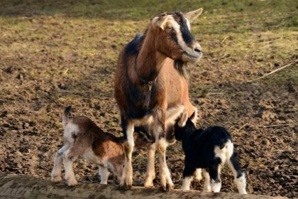 Morbihan : ne voulant pas envoyer ses chevreaux à l’abattoir, une éleveuse lance un appel à l’adoption