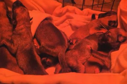 Aisne : neuf chiots « âgés de quelques heures » découverts dans un sac au bord de la route, sauvés par un photographe