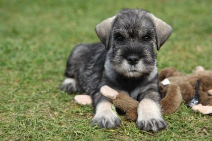 « La mort cruelle et inutile » d&rsquo;un chien, noyé par sa propriétaire qui ne pouvait pas embarquer avec lui