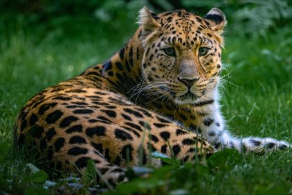 Lyon : une panthère de l’Amour du parc de la Tête-d’Or envoyée à Mulhouse, son partenaire désormais seul
