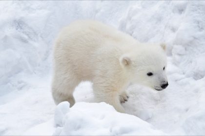Norvège : au Svalbard, les oursons polaires sortent pour la première fois de leur tanière hivernale