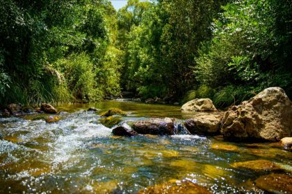 Drame écologique près de Limoges : une rivière polluée sur 3 kilomètres provoque la mort de milliers de poissons