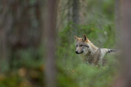Un loup en situation d’attaque sur un troupeau abattu dans la Drôme