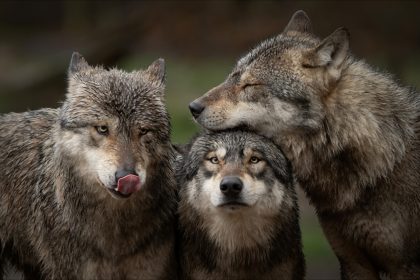 « Ils étaient énormes » : une meute de loups s’aventure dans le jardin d’un couple de retraités à Cassis