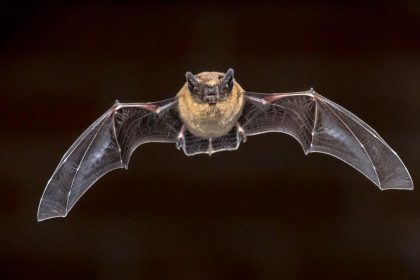 L&rsquo;avis d&rsquo;experts sur un nouveau virus d&rsquo;origine inconnue révélé par l&rsquo;Institut de Wuhan