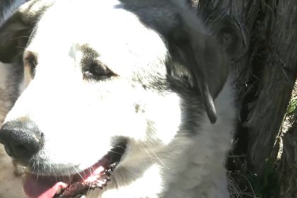 Un enfant de 2 ans fait 12 km seul en pleine nuit dans le désert d’Arizona, il est retrouvé et protégé par un chien de ferme