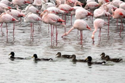 Camargue : le plomb interdit continue d’empoisonner les oiseaux