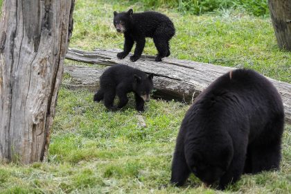 Pyrénées : la pérennité de l’ours n’est pas garantie malgré l’accroissement de sa population