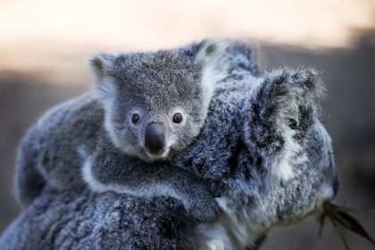 Australie : 750 koalas abattus par des tireurs d’élite en hélicoptère, des associations s’indignent