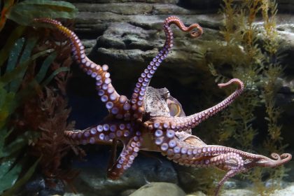 La Tunisie interdit la pêche au poulpe pour « préserver cette espèce menacée »