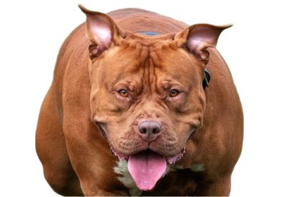 Calvados : un couple et son chiot violemment attaqués par un American Bully lors d’une balade