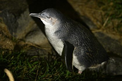 Un manchot provoque le crash d&rsquo;un hélicoptère en Afrique du Sud