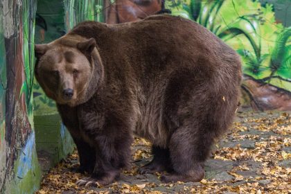 La Slovaquie autorise l&rsquo;abattage de 350 ours après plusieurs attaques sur des personnes