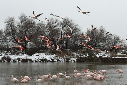 Destruction de nids de flamants roses : 50.000 euros d’amende pour la production du film « Donne-moi des ailes » de Nicolas Vanier
