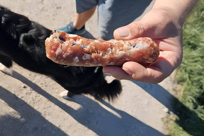 « C&rsquo;est grave » : des saucisses empoisonnées découvertes dans une forêt près de Chambéry, le maire appelle à la vigilance