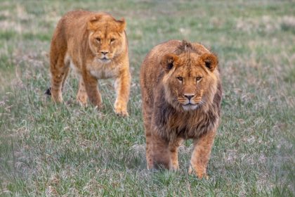 Un sanctuaire du Colorado sauve des animaux de zoos négligés et les laisse en liberté