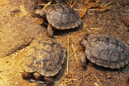 Un « succès monumental » : une tortue âgée de près de 100 ans devient maman de quatre bébés pour la première fois
