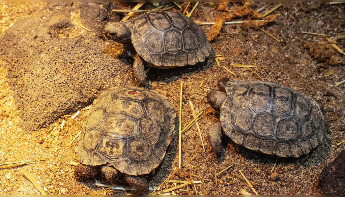 Un « succès monumental » : une tortue âgée de près de 100 ans devient maman de quatre bébés pour la première fois