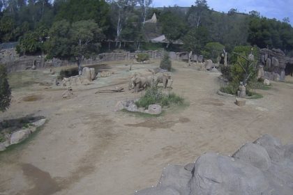 Californie : les éléphants d’un zoo forment un « cercle d’alerte » lors des premières secousses du tremblement de terre