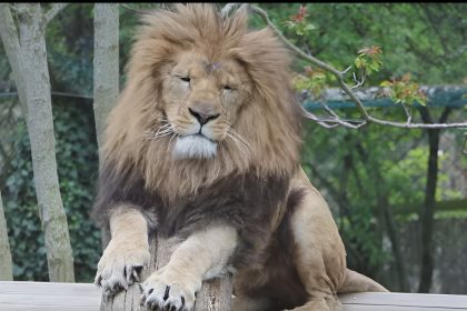 « Une première mondiale » : le lion Yembé, opéré d’une greffe osseuse dans la Loire
