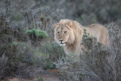 Kenya : une adolescente de 14 ans tuée par un lion