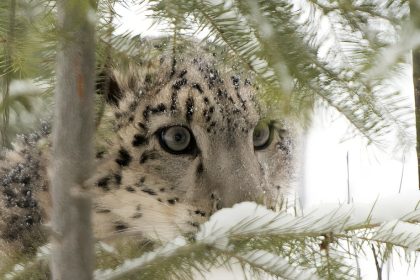 Préserver la panthère des neiges au Népal, des efforts qui ont payé avec près de 400 spécimens recensés