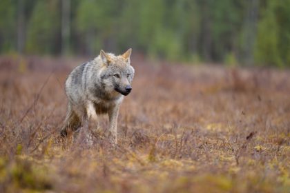 Drôme : un loup abattu après une attaque en plein cœur d’un village