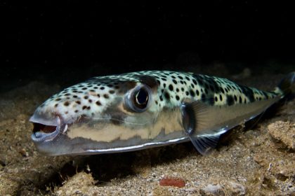 Il peut mesurer 1,20 m et peser 9 kg : agressif et mortel, le poisson-ballon envahit la Méditerranée
