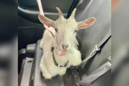 Une chèvre surnommée « Vincent Van Goat » crée la panique sur une autoroute canadienne