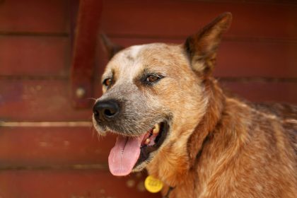 Maltraitance animale : des chiens maintenant ciblés par la tendance « ice bucket challenge »