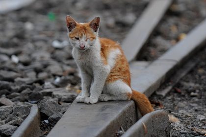 Si votre chat est sous un TGV, la SNCF lui donne désormais 20 minutes avant que le train ne parte