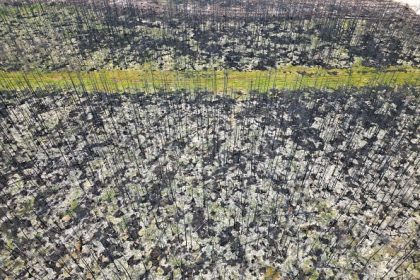 Feux de forêt au Canada : l&rsquo;état d&rsquo;urgence déclaré au Manitoba, 17.000 personnes évacuées