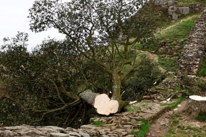Colère en Angleterre : deux hommes condamnés pour avoir « tronçonné » l’arbre de « Robin des Bois »