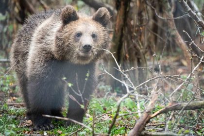 La Slovaquie légalise la commercialisation de viande d’ours