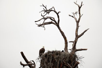 Vosges : sept grands tétras réintroduits, malgré la mortalité d’oiseaux précédemment relâchés