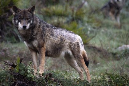 Un loup aperçu dans un petit village des Landes : le maire conseille aux habitants de garder leurs animaux enfermés