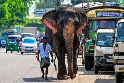 Au Sri Lanka, une collision avec un éléphant sauvage a fait dérailler un train