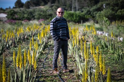 Aude : l’aloe vera au lieu de la vigne pour s’adapter à la sécheresse
