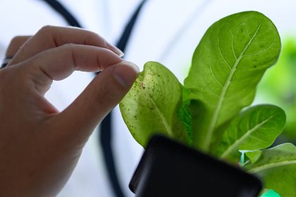 Contre les pucerons de la betterave, pas de pesticides : Agriodor parfume les champs