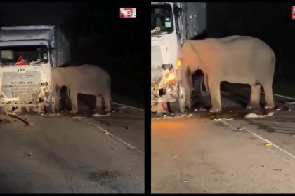 Émoi en Malaisie après la mort d’un éléphanteau sur une autoroute