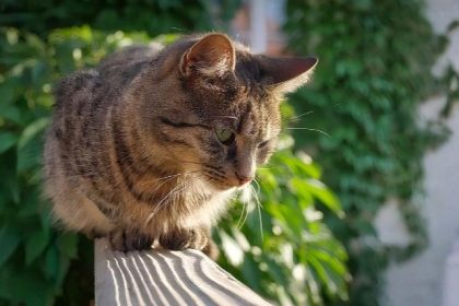 Une initiative inédite en Espagne : pour la mort d’un animal de compagnie, une entreprise offre trois jours de congés payés