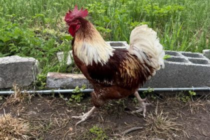 Elle reçoit un document anonyme de la mairie, son coq est accusé de « tapage diurne et nocturne »