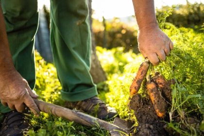 Le jardinage et le travail de la terre peuvent améliorer la santé mentale et l’autonomie 