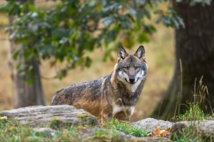 Plusieurs veaux attaqués par des loups sur le Plateau de Millevaches, des tirs de défense demandés
