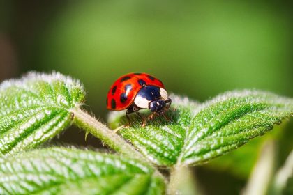 Coccinelles : une solution naturelle contre les nuisibles de votre jardin