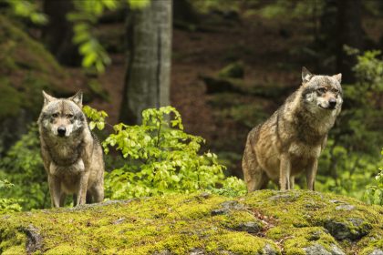 Jura : un loup abattu après l’attaque d’un troupeau de vaches, son niveau de protection abaissé